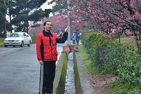 壽山巖觀音寺賞櫻 (3)