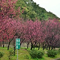 壽山巖觀音寺賞櫻 (7)