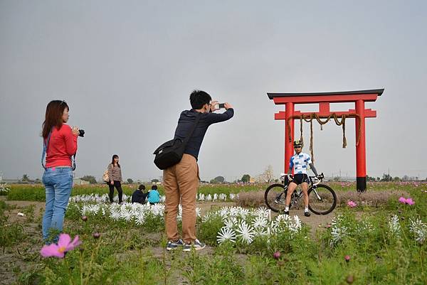 莿桐孩沙里花海 (10)