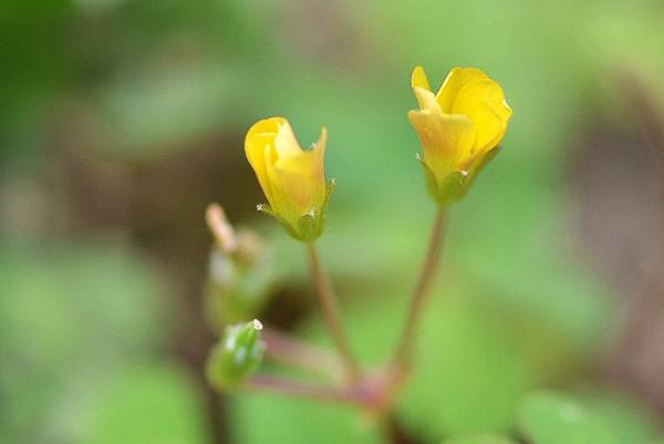 20150119黃花酢醬草 (10)