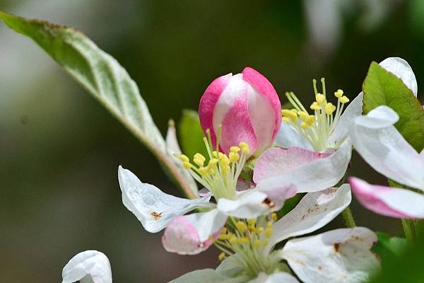 蘋果花 (9)