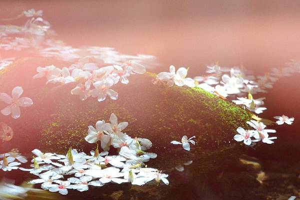 龍潭小粗坑桐花 (5)