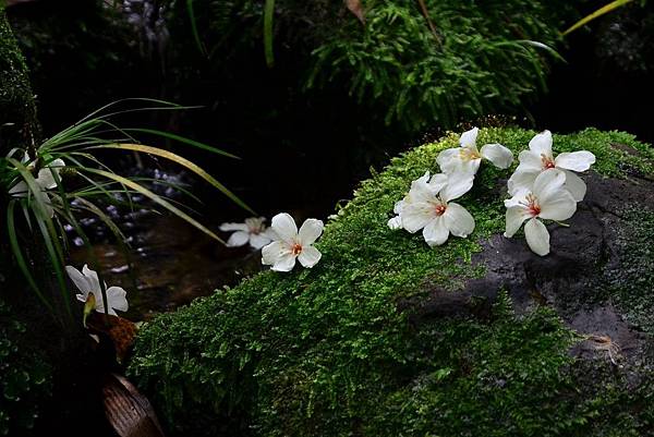 龍潭小粗坑桐花 (8)