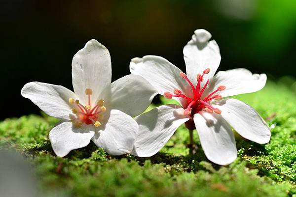 龍潭小粗坑桐花 (20)