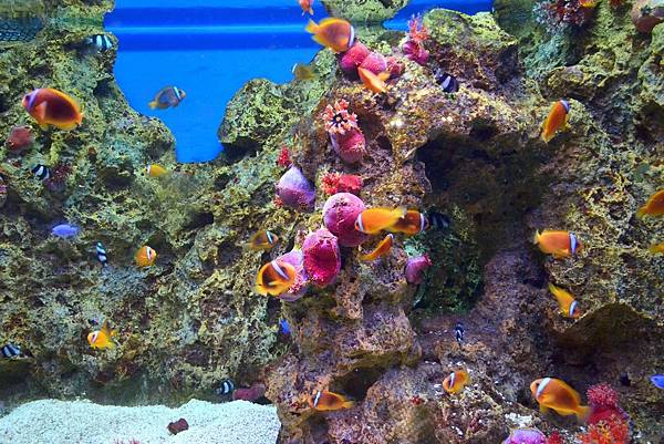 花蓮海洋公園 (8) 花蓮海洋公園 (8)