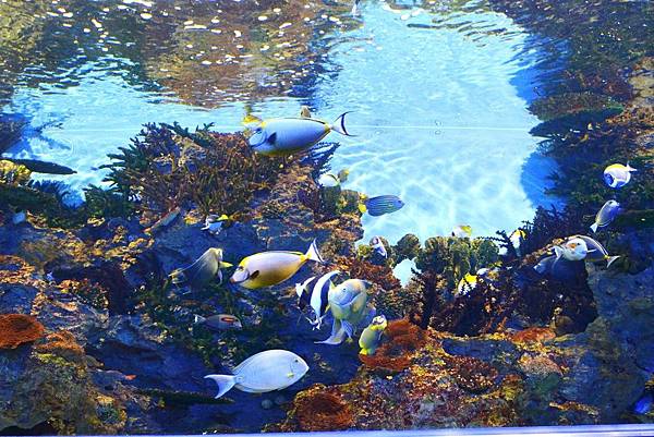 花蓮海洋公園 (9) 花蓮海洋公園 (9)