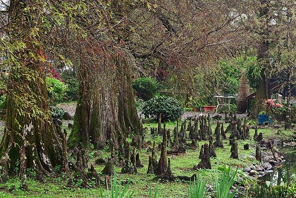 陳家松園 (11)