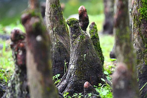 陳家松園 (12)