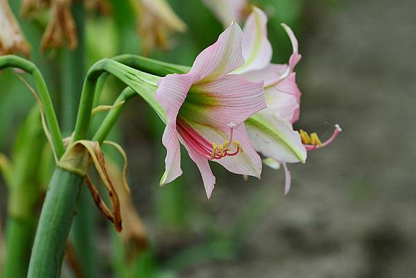 四湖長春孤挺花園 (18)