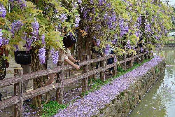 龜山大湖公園紫藤花開 (1)