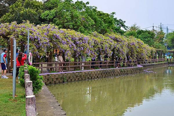 龜山大湖公園紫藤花開 (4) 龜山大湖公園紫藤花開 (4)