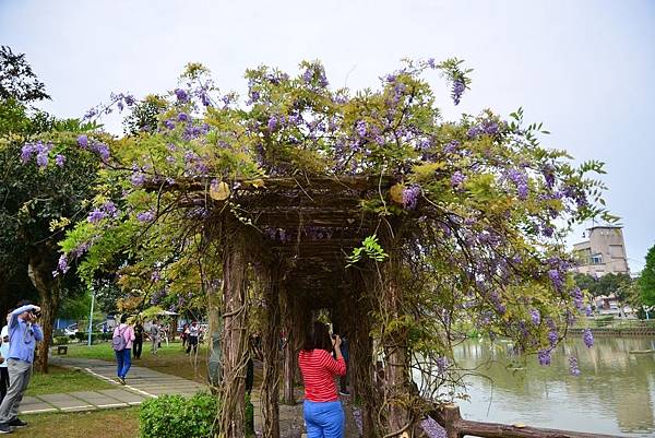 龜山大湖公園紫藤花開 (6) 龜山大湖公園紫藤花開 (6)