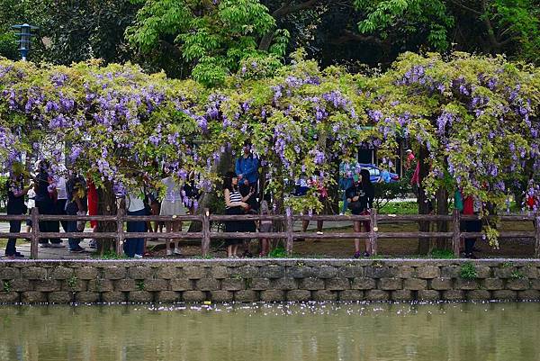 龜山大湖公園紫藤花開 (20) 龜山大湖公園紫藤花開 (20)