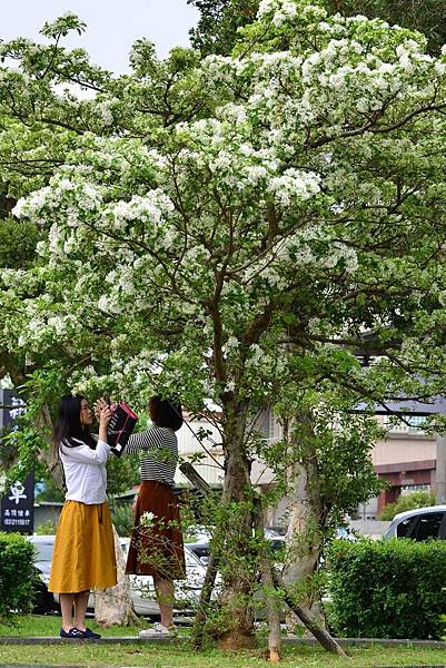 龜山大湖公園紫藤花開 (22)