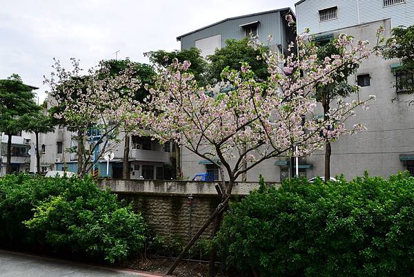 民安櫻花 (1) 民安櫻花 (1)