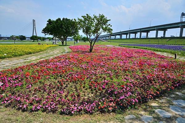 水漾公園花海 (23) 水漾公園花海 (23)