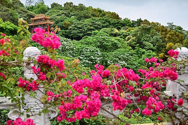 油桐花 (1) 油桐花 (1)