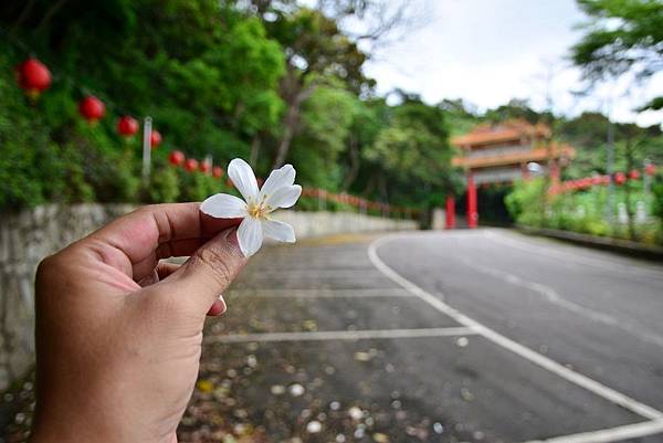 油桐花 (3) 油桐花 (3)