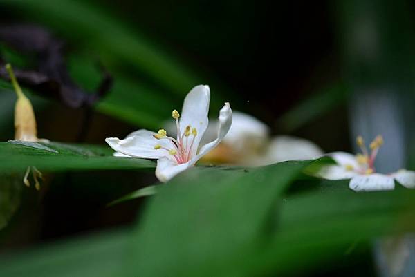 油桐花 (5)