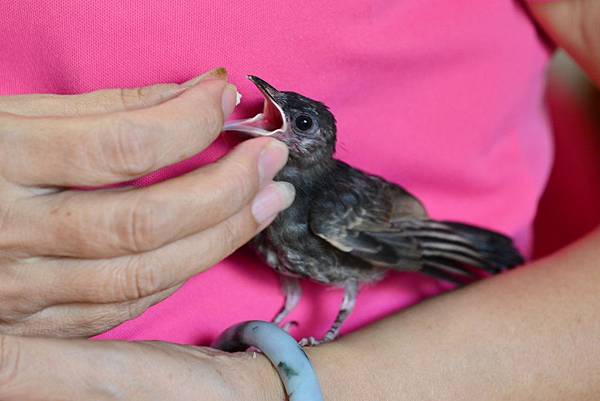 紅嘴黑鵯幼鳥 (2) 紅嘴黑鵯幼鳥 (2)