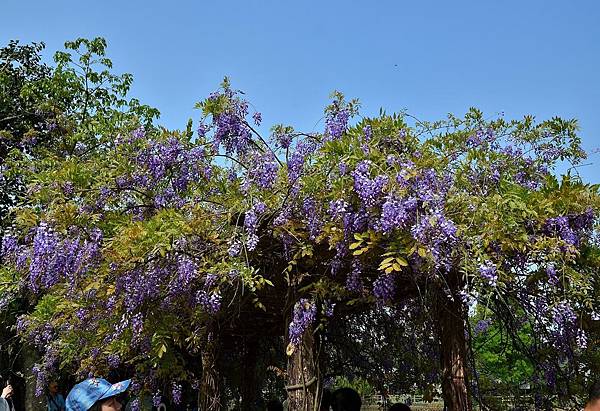 龜山大湖公園 (3)