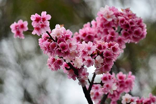 2019壽山巖觀音寺 (4)