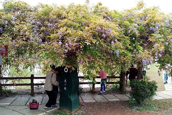 林口大湖公園紫藤 (1).jpg