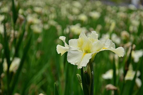 林口鳶尾花 (2).jpg