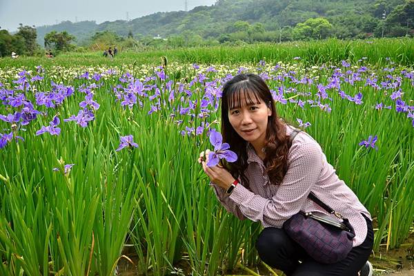 林口鳶尾花 (3).jpg