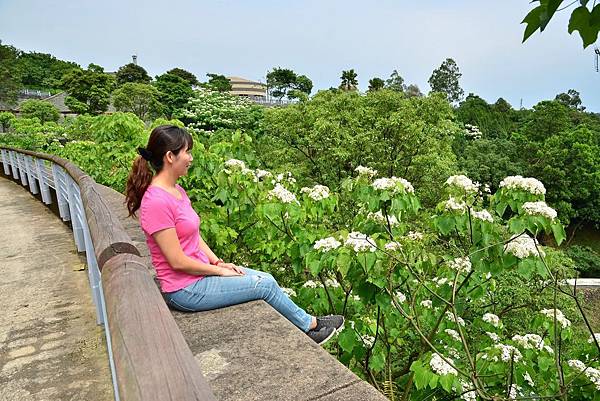 桃園長庚賞桐花 (10).jpg