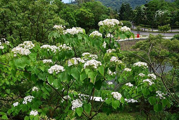 桃園長庚賞桐花 (11).jpg