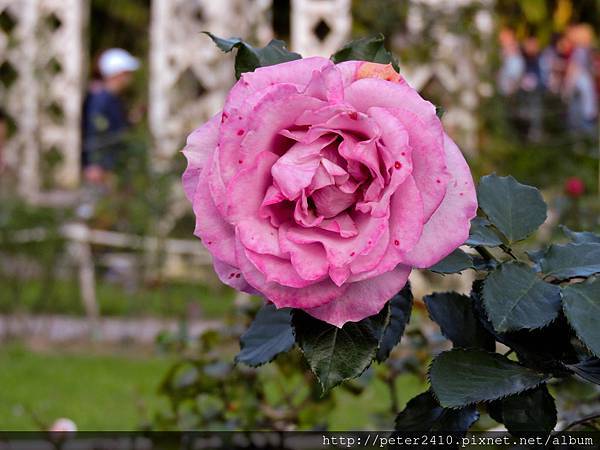 DSCN1533.jpg