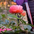 DSCN1537.jpg