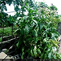 DSCN7211.jpg
