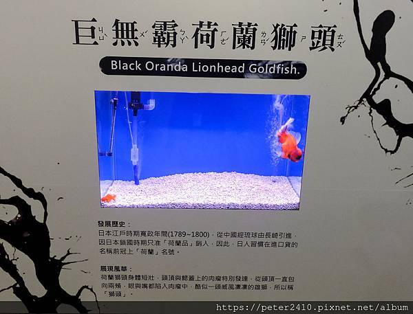 基隆 金玉滿堂 迎春金魚特展 春節走春到海科館主題館看特展 金玉滿載過好年 袁彬的美食旅遊筆記 痞客邦 基隆 金玉滿堂 迎春金魚特展 春節走春到海科館主題館看特展 金玉滿載過好年 袁彬的美食旅遊筆記 痞客邦