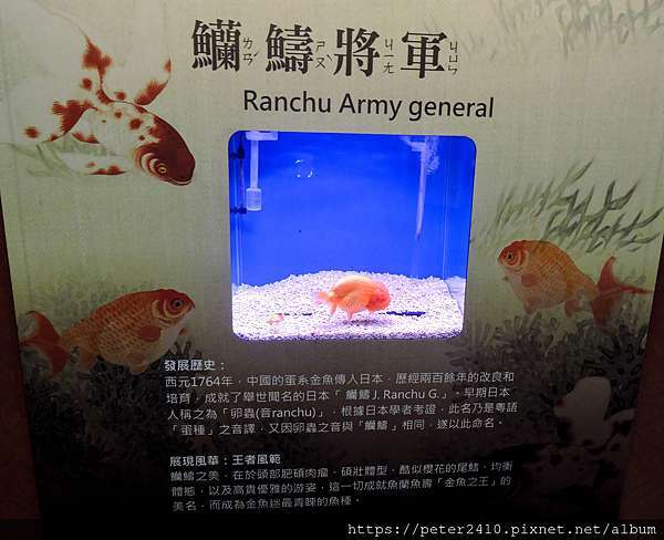 基隆 金玉滿堂 迎春金魚特展 春節走春到海科館主題館看特展 金玉滿載過好年 袁彬的美食旅遊筆記 痞客邦