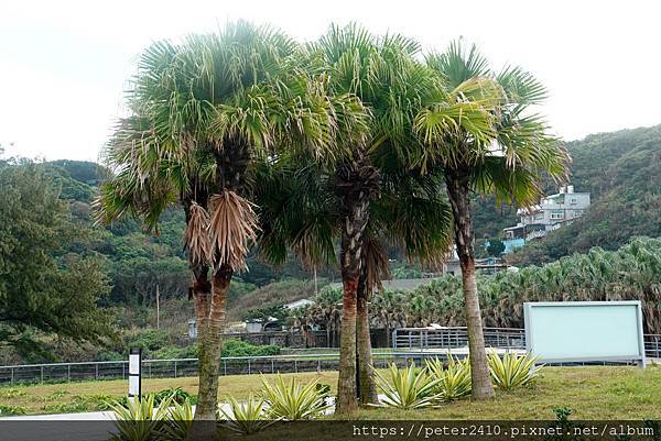 2022和平島共島季 (25).JPG