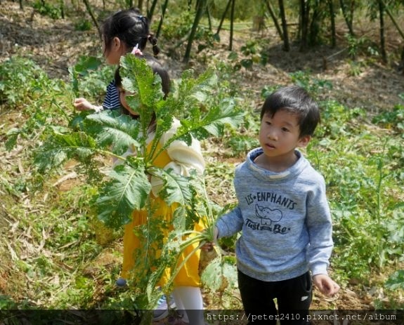 綠竹園山薯農場（原竹緣農場） (23).jpg