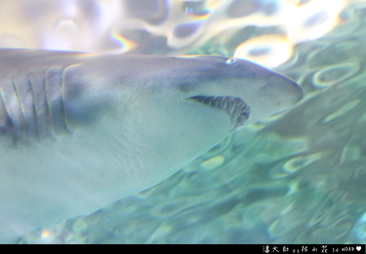 悉尼水族館29