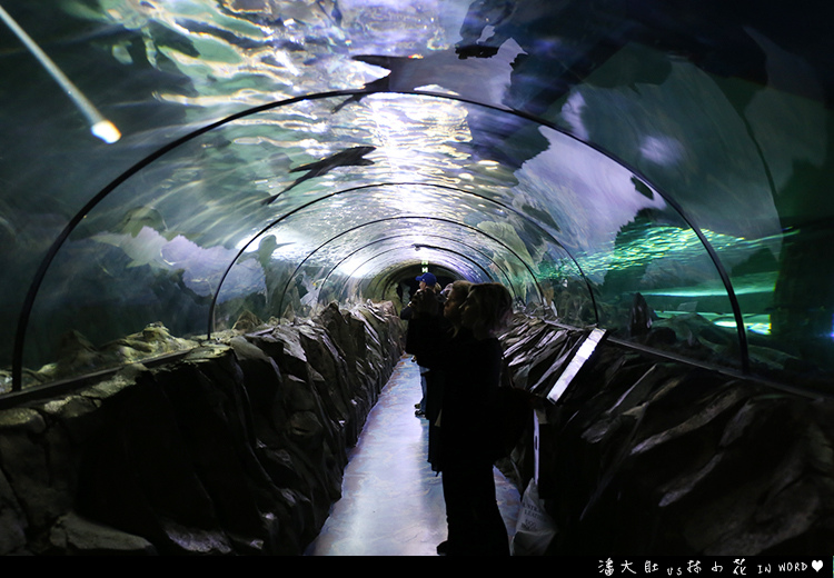 悉尼水族館28