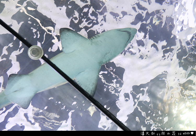 悉尼水族館30 悉尼水族館30