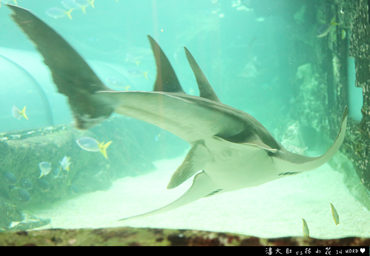 悉尼水族館31