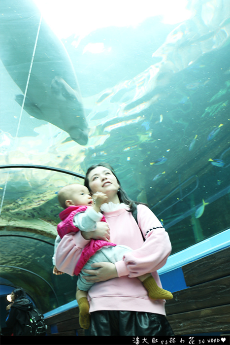 悉尼水族館36