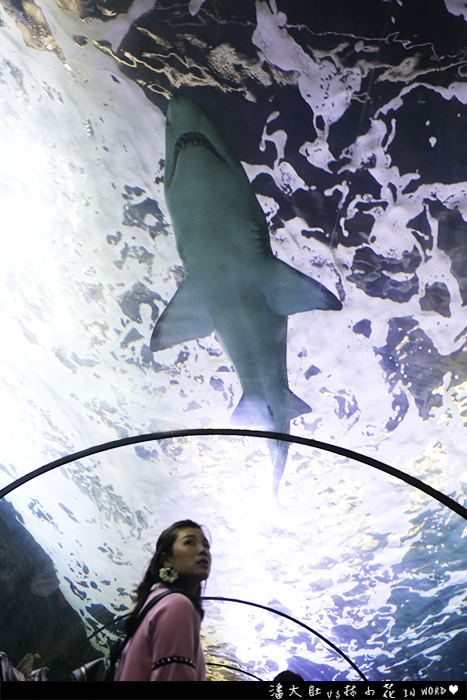 悉尼水族館37