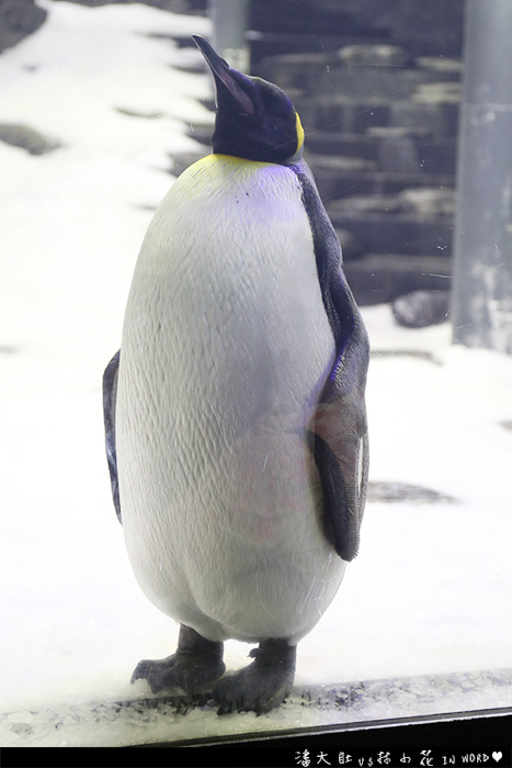 悉尼水族館39