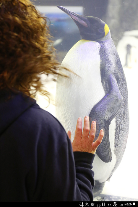 悉尼水族館40 悉尼水族館40