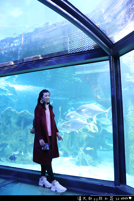悉尼水族館41 悉尼水族館41