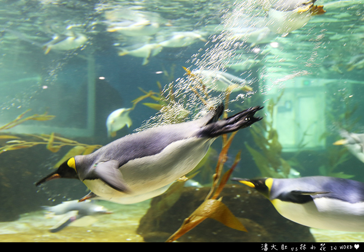 悉尼水族館8