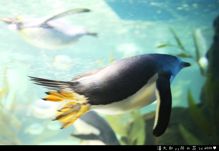 悉尼水族館9