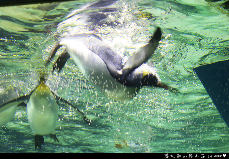 悉尼水族館10